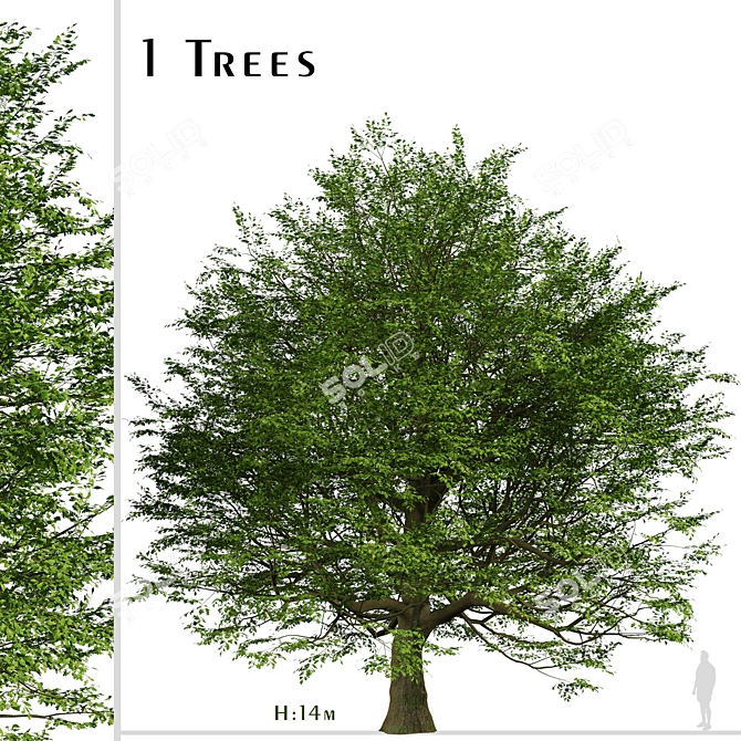 Majestic Bur Oak Tree: Natural Beauty 3D model image 1