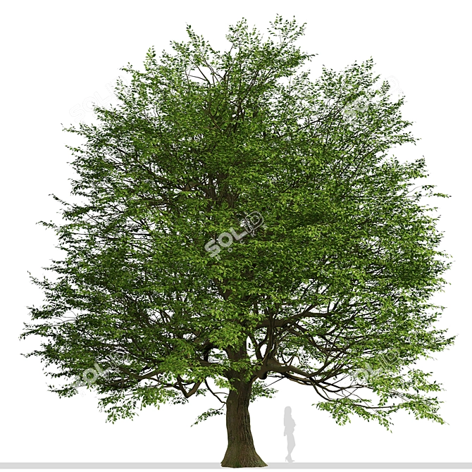Majestic Bur Oak Tree: Natural Beauty 3D model image 2