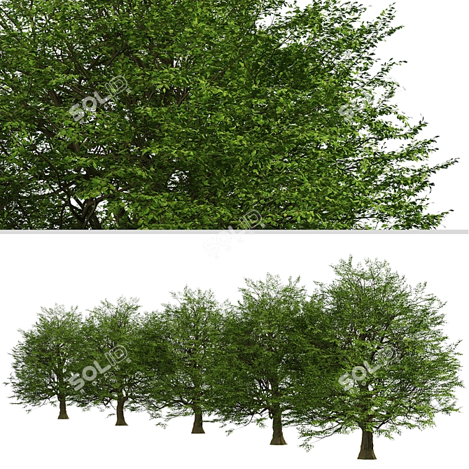 Majestic Bur Oak Tree: Natural Beauty 3D model image 4