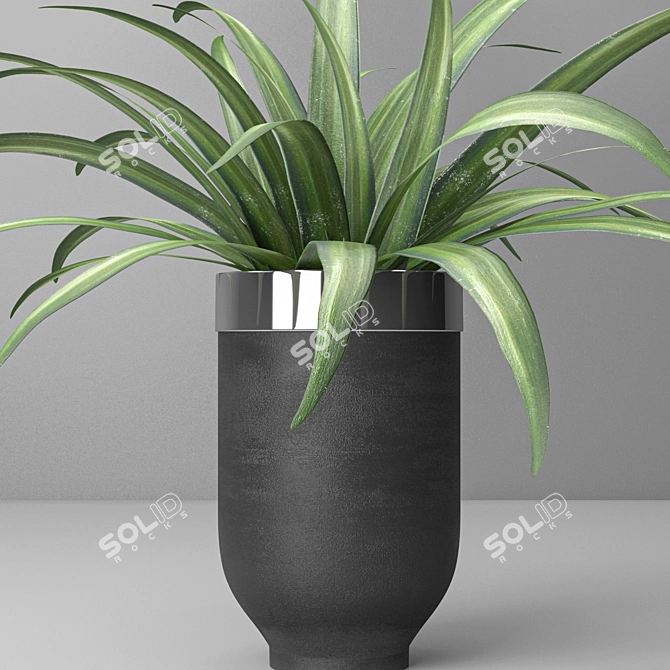 Versatile Spider Plant: Indoor & Outdoor 3D model image 2