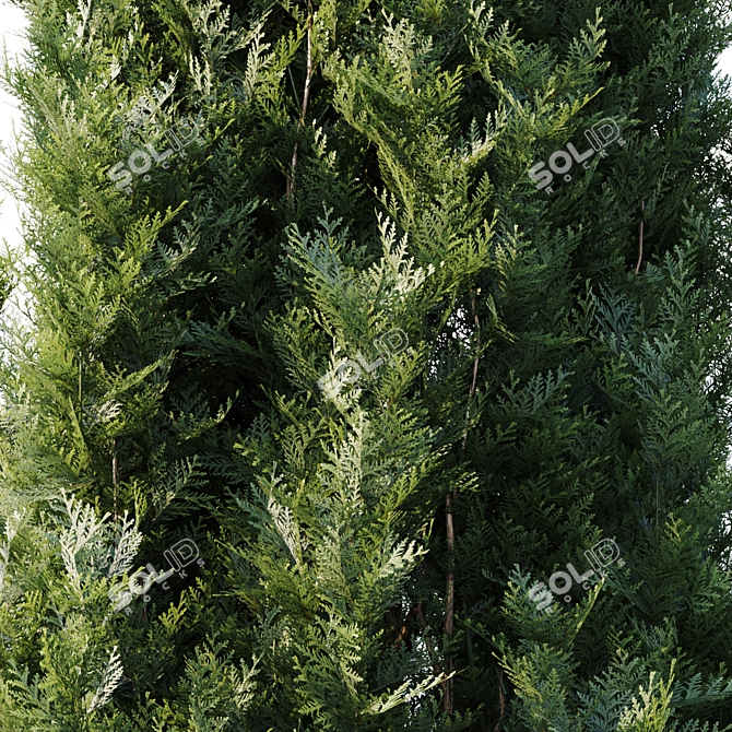 Tall Thuja Tree - Authentic and Stunning 3D model image 2