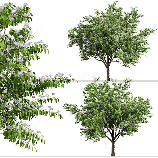 Blooming Kousa Dogwood Trio: Exquisite Set of 3 Trees 3D model image 2