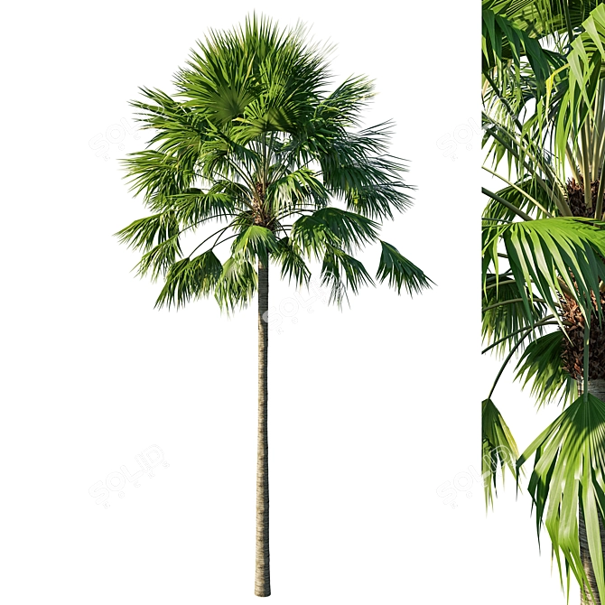 Saribus Rotundifolius Tree: 3D Model 2013 3D model image 1