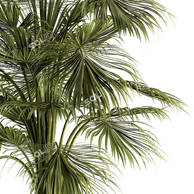 Tropical Oasis Indoor Plant Set 3D model image 3