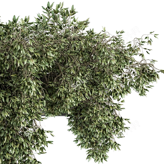 Ivy Plant Set: Outdoor Elegance 3D model image 2