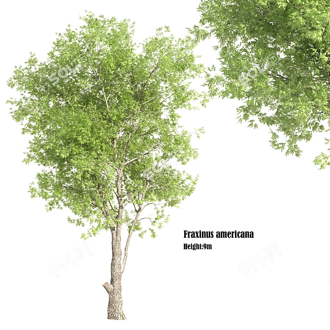 White Ash Tree: Height 9m 3D model image 1