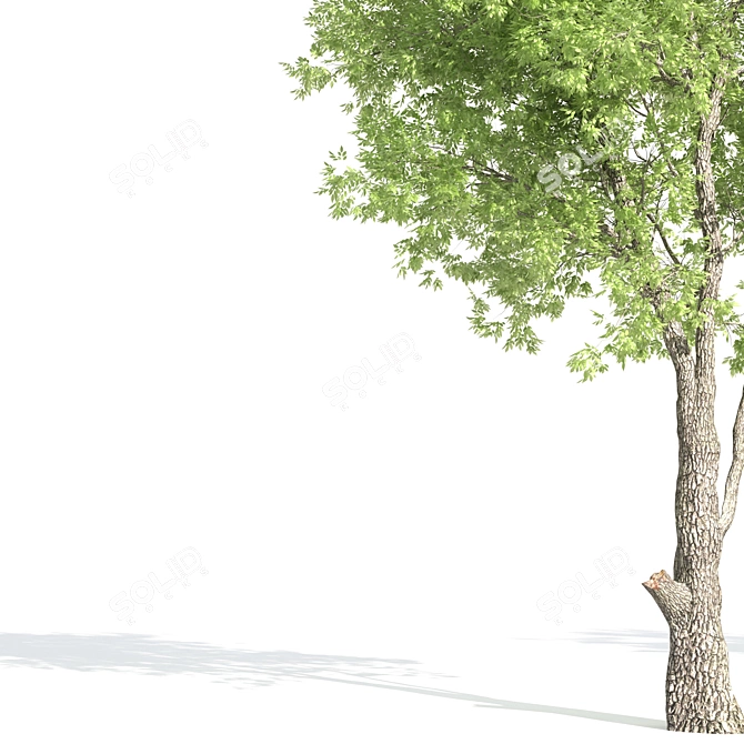 White Ash Tree: Height 9m 3D model image 2