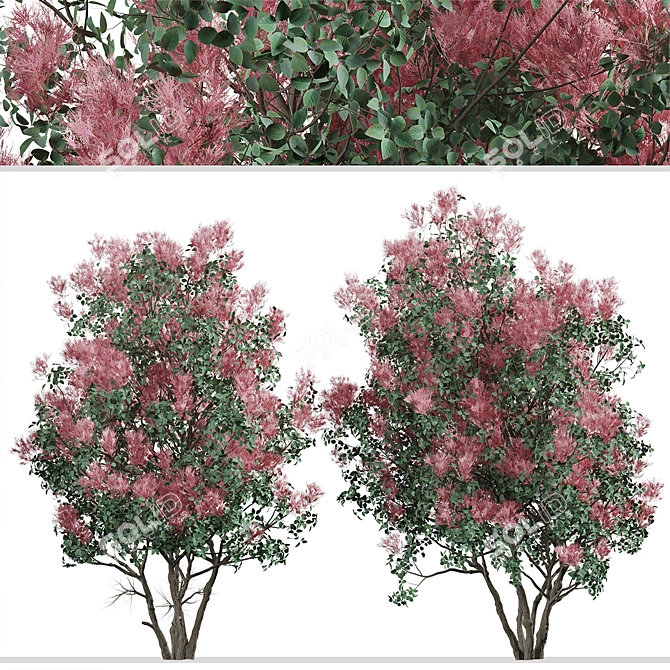 Pair of American Smoketree Trees 3D model image 2
