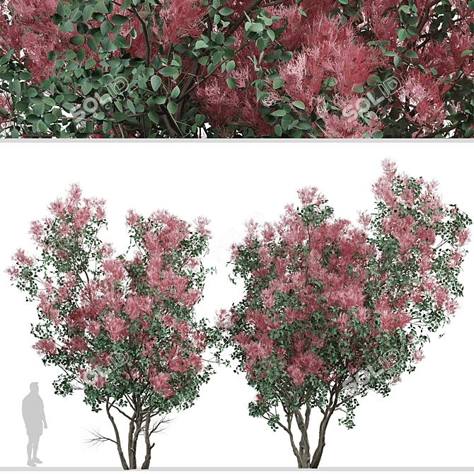 Pair of American Smoketree Trees 3D model image 4