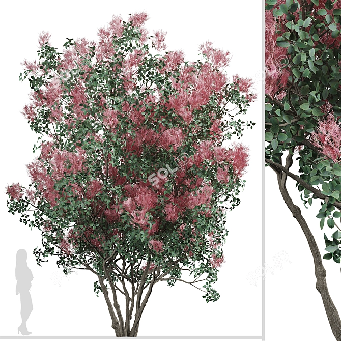 Pair of American Smoketree Trees 3D model image 5