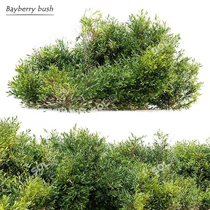Myrica Candleberry Bush: Vray Material Library, Separated Branches and Leaves 3D model image 1