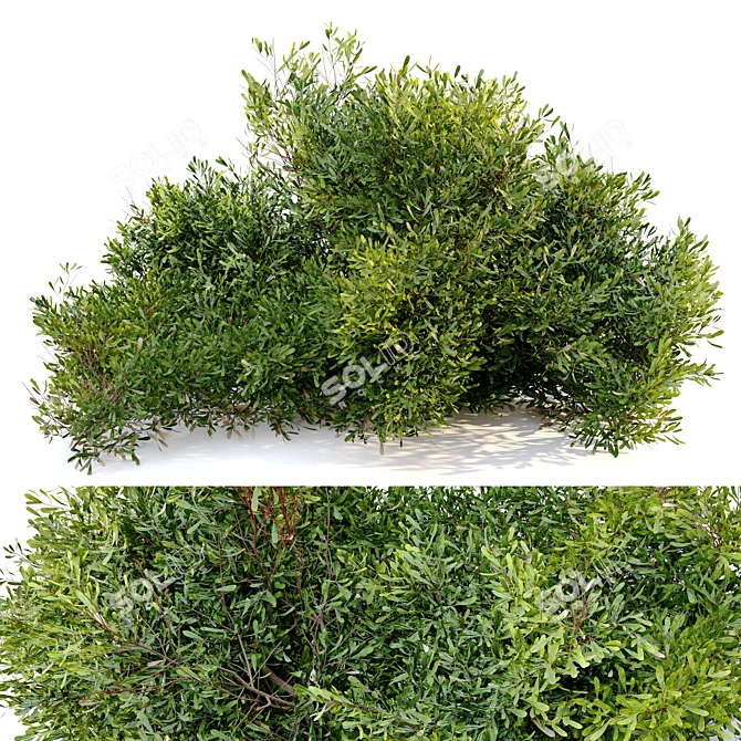 Myrica Candleberry Bush: Vray Material Library, Separated Branches and Leaves 3D model image 4
