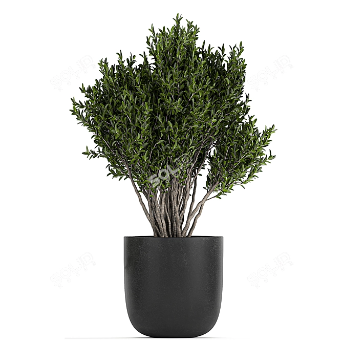 Exotic Plant Collection 804 3D model image 3