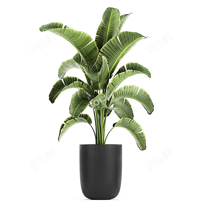 Exotic Plant Collection 804 3D model image 4