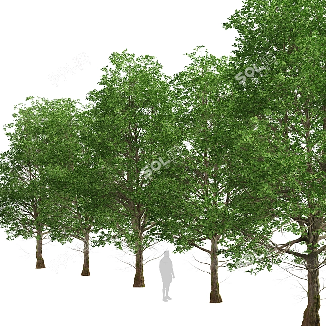 European Linden Trees: 2 Fragrant Beauties 3D model image 3