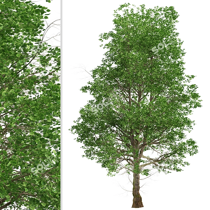 European Linden Trees: 2 Fragrant Beauties 3D model image 4