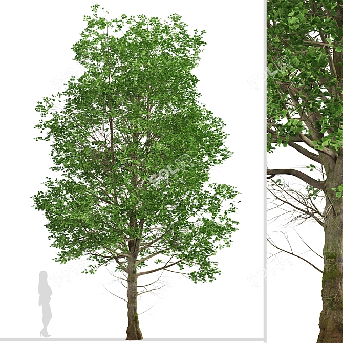 European Linden Trees: 2 Fragrant Beauties 3D model image 5