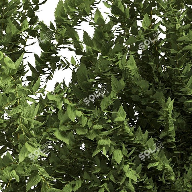 Natural Green Outdoor Plant 3D model image 4