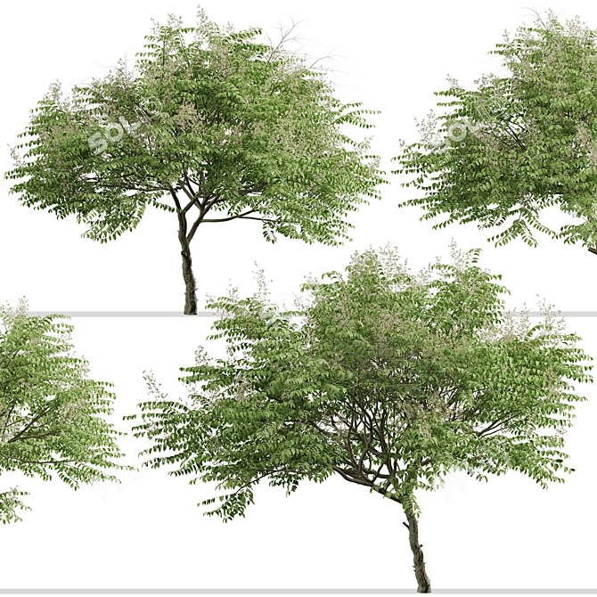 Japanese Angelica Tree Set (2 Trees) 3D model image 8