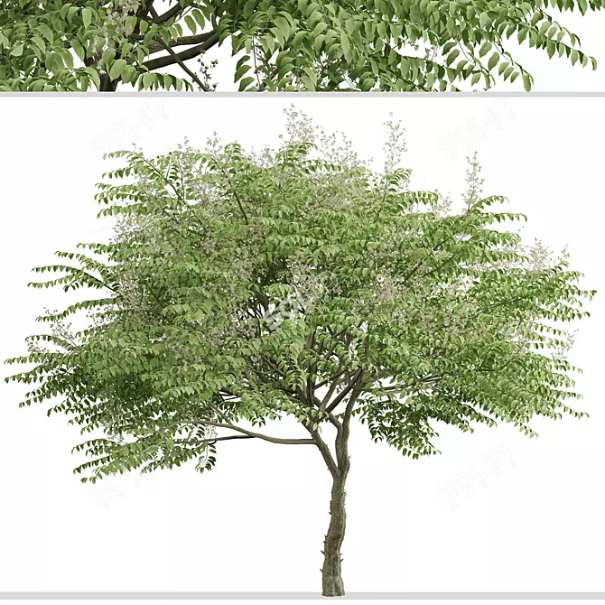 Japanese Angelica Tree Set (2 Trees) 3D model image 1