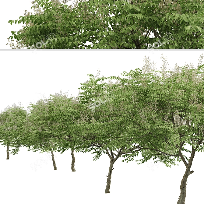 Japanese Angelica Tree Set (2 Trees) 3D model image 2