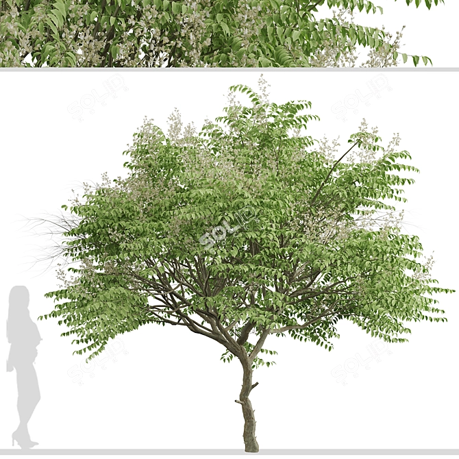 Japanese Angelica Tree Set (2 Trees) 3D model image 3