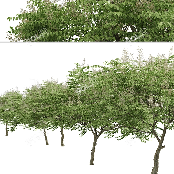 Japanese Angelica Tree Set (2 Trees) 3D model image 6