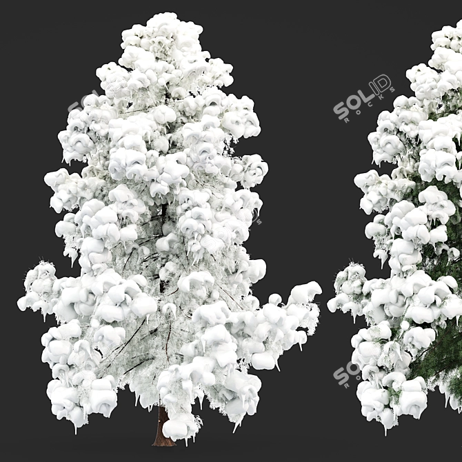 Alaska Cedar - Winter Wonderland 3D model image 1