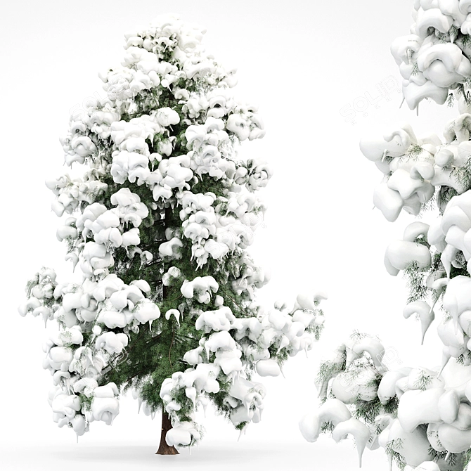 Alaska Cedar - Winter Wonderland 3D model image 2