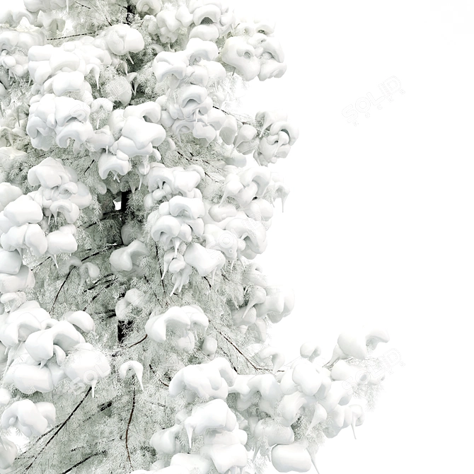 Alaska Cedar - Winter Wonderland 3D model image 3