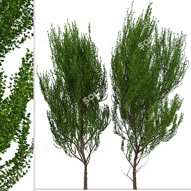 Evergreen Boxleaf Azara Trees - Set of 2 3D model image 3