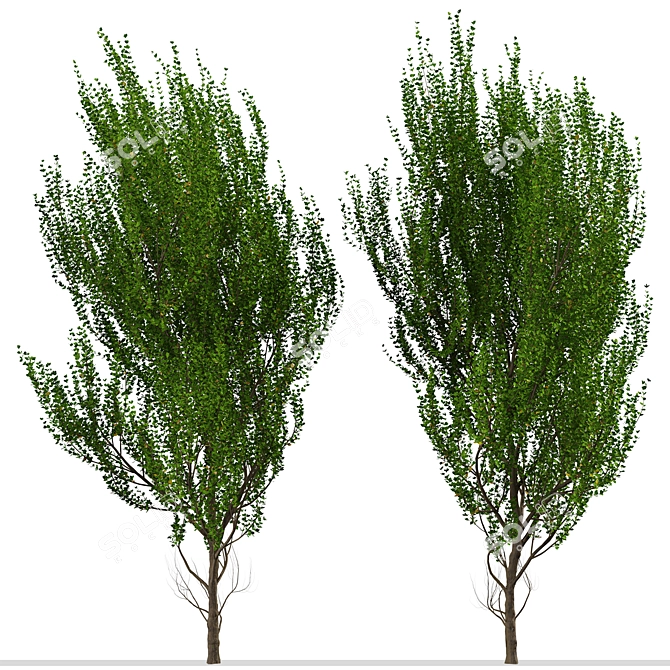 Evergreen Boxleaf Azara Trees - Set of 2 3D model image 5
