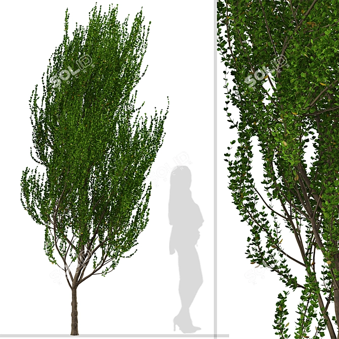 Evergreen Boxleaf Azara Trees - Set of 2 3D model image 6