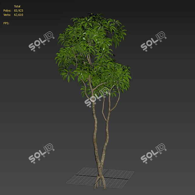 Plumeria Big 3D Flower Model 3D model image 2