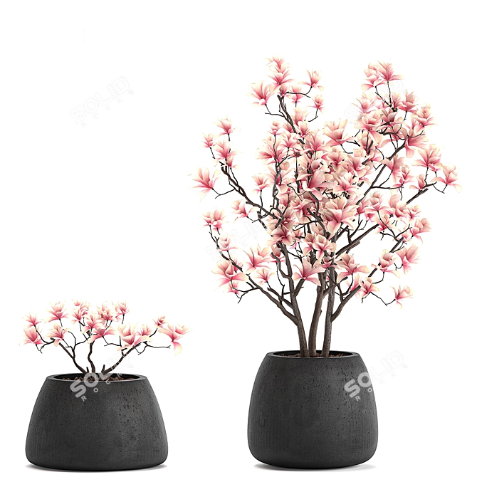 Exotic Magnolia Collection for Indoor and Outdoor Spaces 3D model image 4