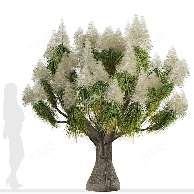 Succulent Trio: Ponytail Palm Trees 3D model image 1