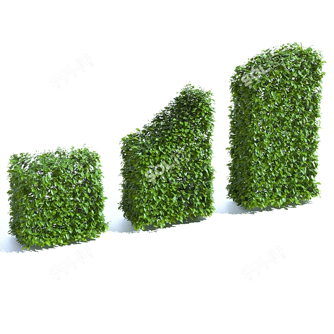 Hornbeam Hedge - 3 Element Live Carpinus betulus Wardrobe 3D model image 4