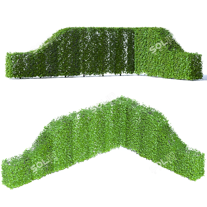 Hornbeam Hedge - 3 Element Live Carpinus betulus Wardrobe 3D model image 5