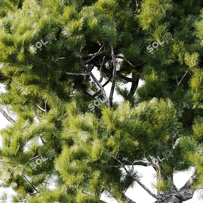 Tall Pinus Brutia Tree 3D model image 2