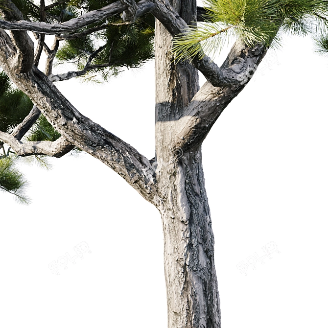 Tall Pinus Brutia Tree 3D model image 3