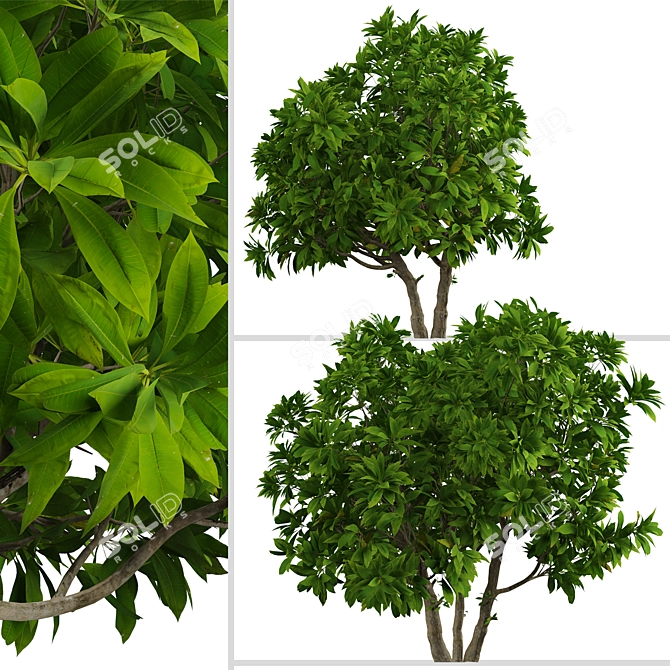 Tropical Frangipani Tree Set (4 Trees) 3D model image 2