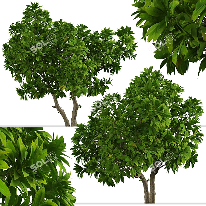 Tropical Frangipani Tree Set (4 Trees) 3D model image 3