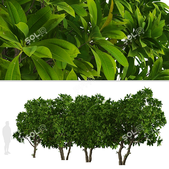Tropical Frangipani Tree Set (4 Trees) 3D model image 4