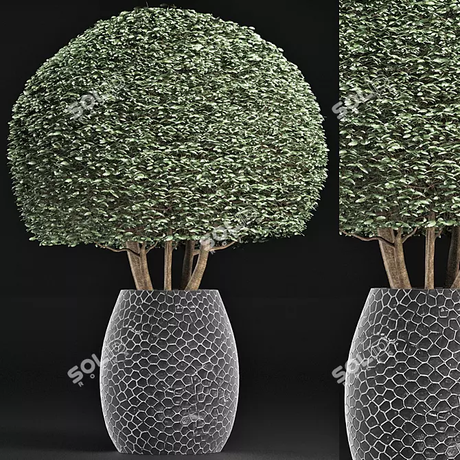 Exotic Houseplant Collection 3D model image 1