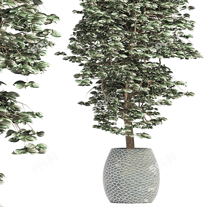 Exotic Houseplant Collection 3D model image 2