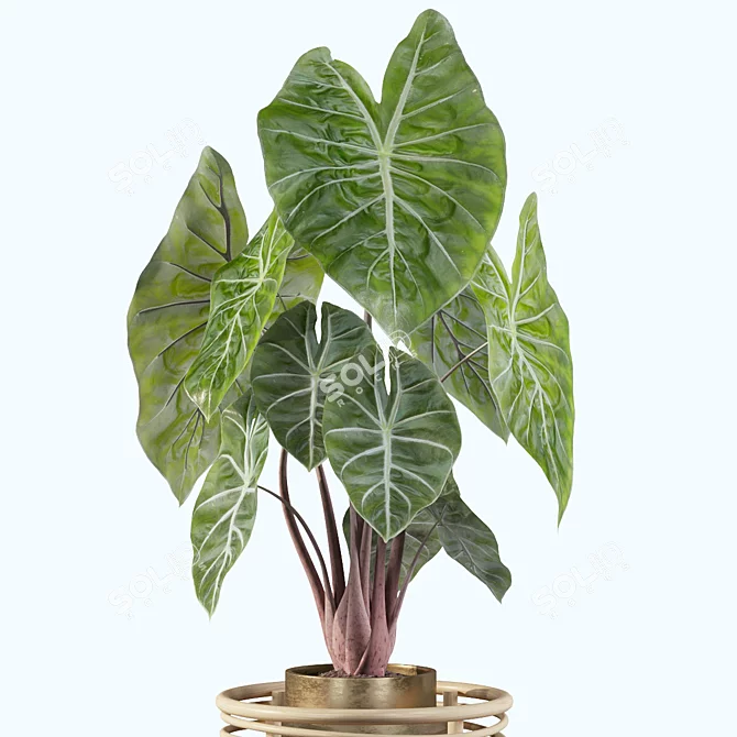 Exquisite Alocasia Pink Dragon 3D model image 4