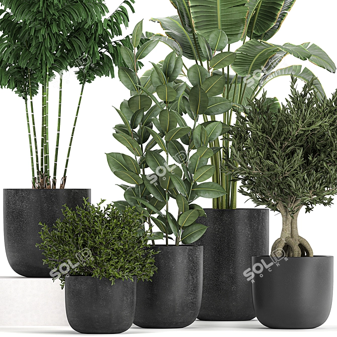 Tropical Plant Collection: Decorative Trees & Exotic Houseplants 3D model image 2