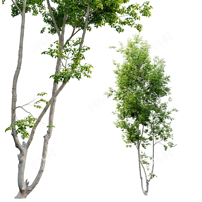 Prunus Avium Cherry Tree - 13m Height 3D model image 2