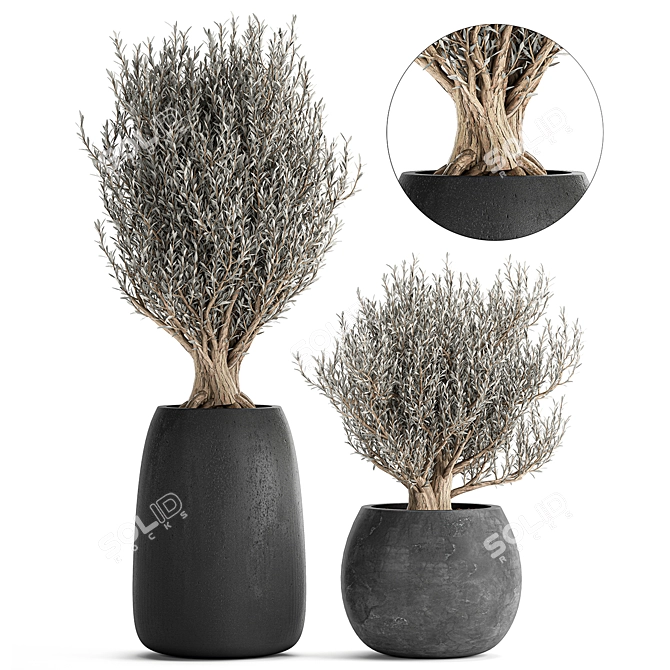 Tropical Olive Tree in Black Pot 3D model image 1