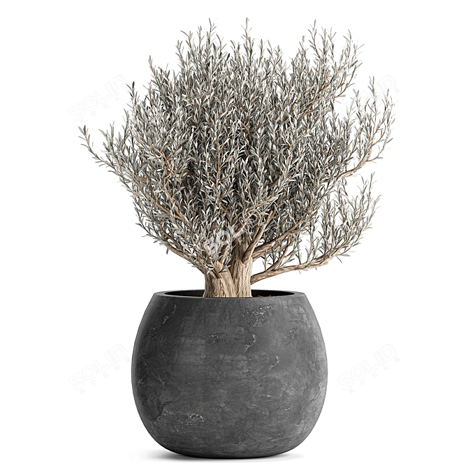 Tropical Olive Tree in Black Pot 3D model image 4